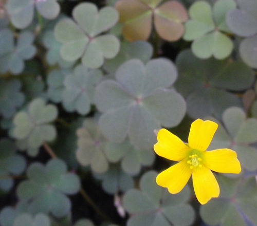 Cresce in vaso - Oxalis sp.